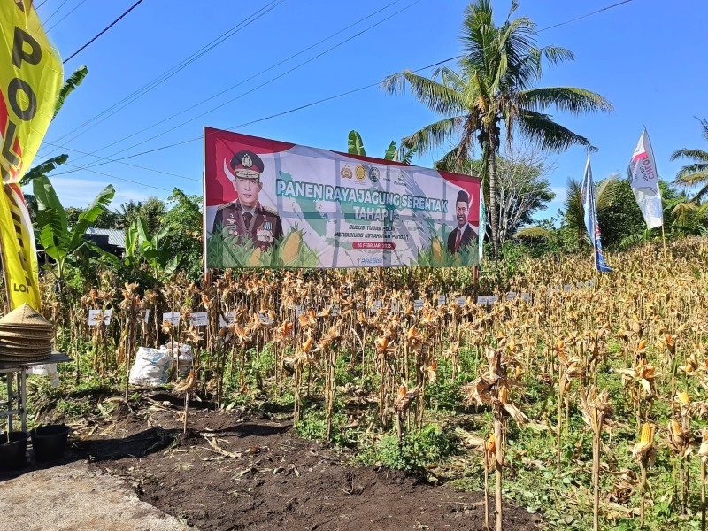 Foto Suasana Lahan Panen Raya Jagung Serentak Tahap I dengan tema “Gugus Tugas Polri Mendukung Ketahanan Pangan” di Desa Kembang Kerang pada Rabu