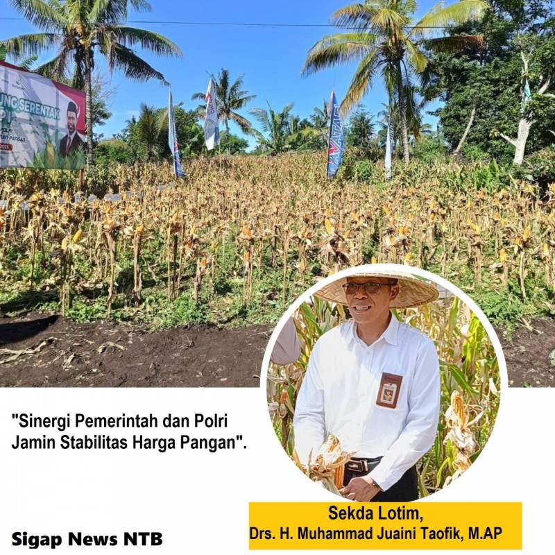 Foto Suasana saat Sekda Lotim, Drs. H. Muhammad Juaini Taofik, M.AP Memanan Jagung & Melakukan Wawancara, dalam Acara Panen Raya Jagung Serentak Tahap I, dengan tema “Gugus Tugas Polri Mendukung Ketahanan Pangan” di Desa Kembang Kerang Daya pada Rabu (26/12/2025) (Dok. Pribadi)