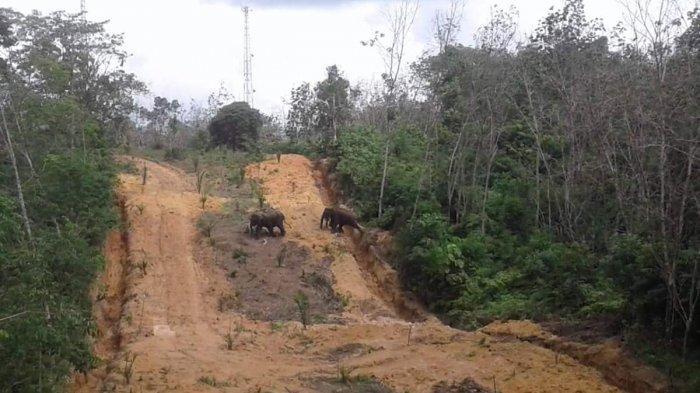 WWF: Habitat Gajah di Riau 75 Persen Tergerus Berubah Fungsi Jadi Lahan Konsensi