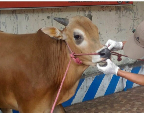 Atas Usulan Wakil Ketua DPRD, Pemkot Padangsidimpuan Pastikan Kesehatan Hewan Qurban