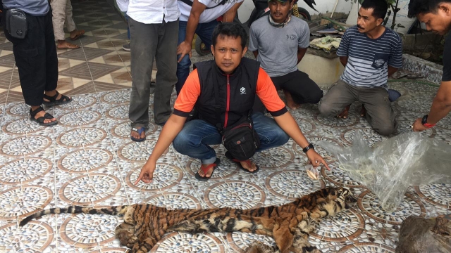 Polda Riau Ungkap Kasus Perdagangan Kulit Serta Organ Tubuh Harimau Sumatera