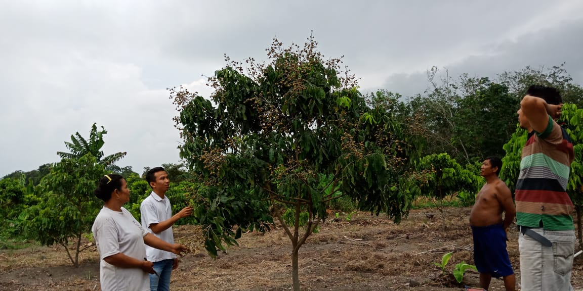Agrowisata Klengkeng segera hadir di Kota Tengah