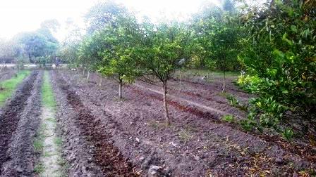 Produksi Jeruk Petani di Kampar Menurun 50 Persen