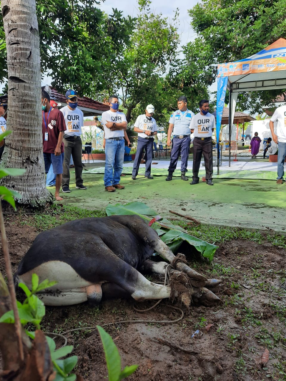 Luar Biasa, Lapas Pasir Pengaraian Mampu Qurban 10 Ekor Sapi