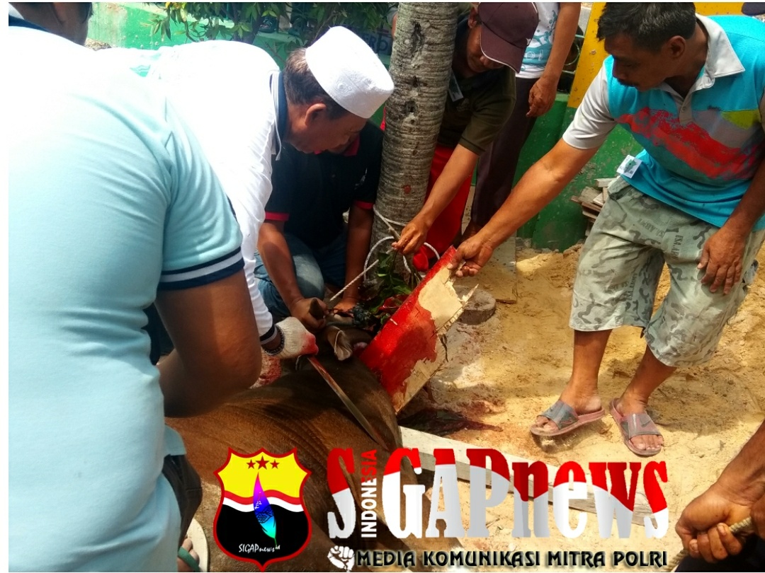 Masjid Raya Ittihadul ummah Pandau Sembelih 18 Ekor Sapi an 1 Kambing