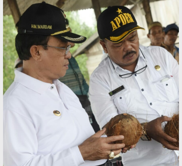 Bupati Tinjau Tempat Pengumpul Kelapa