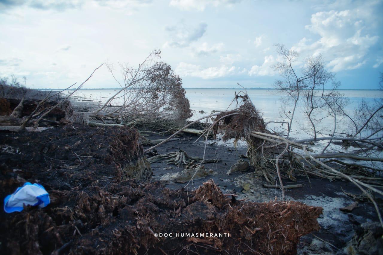 Dikecup Angin Utara, Pengikisan Bibir pantai Pulau Merbau Kian Mengkhawatirkan