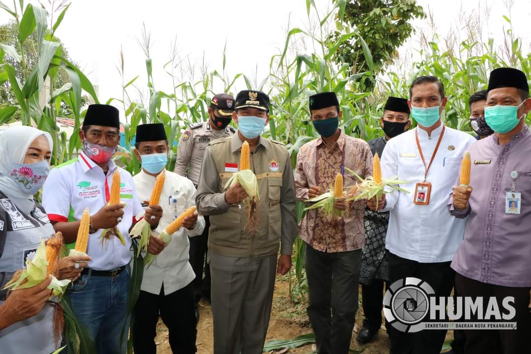 Walikota Pekanbaru Panen Jagung di Kelurahan Agrowisata
