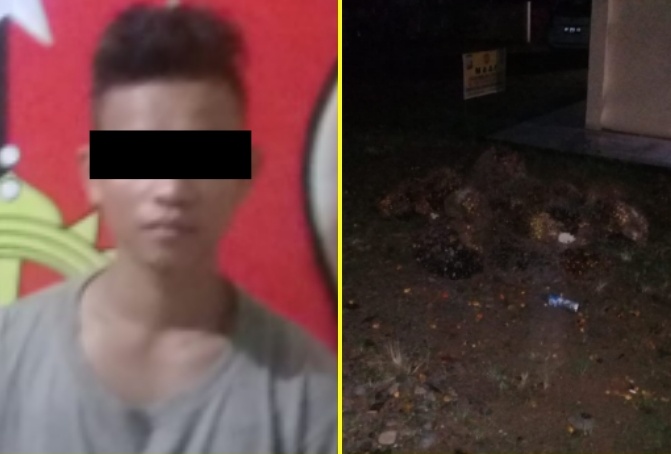 Polisi Amankan Pelaku Pencurian 18 Tandan Buah Kelapa Sawit, Milik  PTPN 5 Sei Rokan