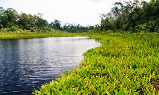 Hutan Lindung Tasik Nambus Dirusak?