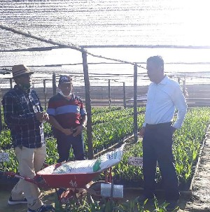 Persiapan Penanaman Perdana PSR, Distan Bengkalis Langsung Cek Bibit Sawit, Idris Mengaku Puas