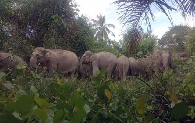Gajah Liar Riau Masuk Permukiman Warga di Halau BBKSDA 