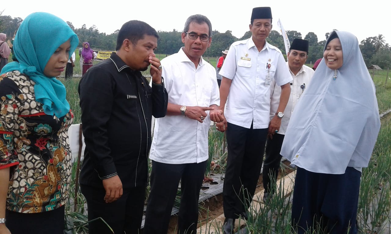 Wakil Ketua 1 DPRD Kuansing Sardiyono Dampingi Bupati Panen Bawang Merah di Kinali