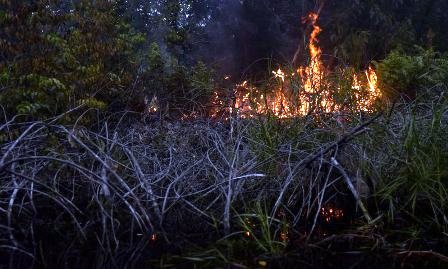 Polda Riau Telusuri Laporan Satgas Udara Karhutla Lima Perusahaan Terdeteksi Titik Api