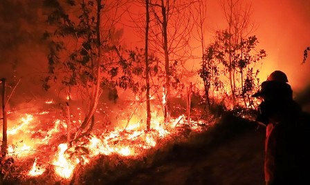 Soal Kebakaran Hutan, KLHK Minta Luna Maya Jangan Asbun 