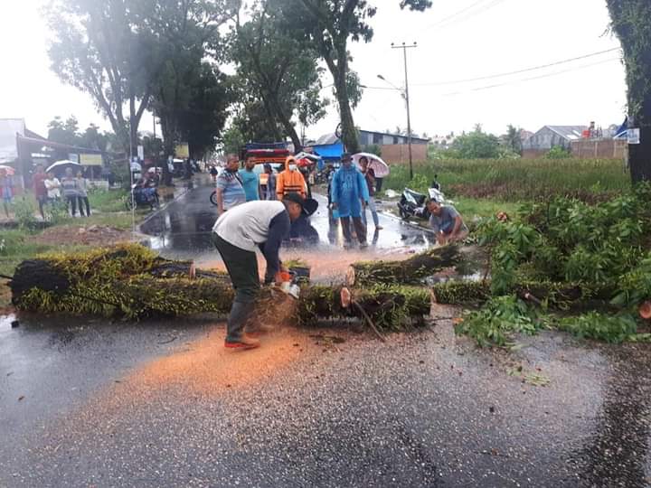Hujan Deras Disertai Angin Kencang di Kota Padang Tumbangkan 23 Pohon