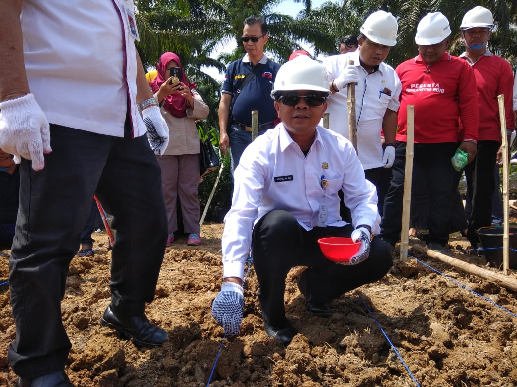 Sekda Rohul Tanam Perdana Sawit di Desa Intan Makmur