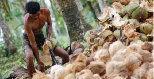 Wow.!!!..Baru 3 Hari Wardan Aktif Jadi Bupati, Harga Kelapa Langsung Naik Hingga Rp1.600