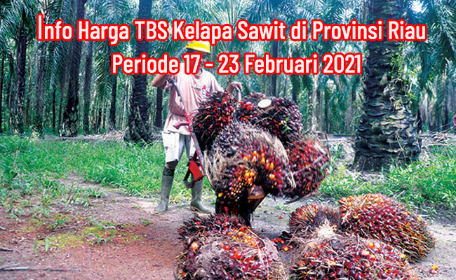 Harga TBS Sawit Riau Periode 17-23 Februari 2021 Naik Rp 21,47/Kg 