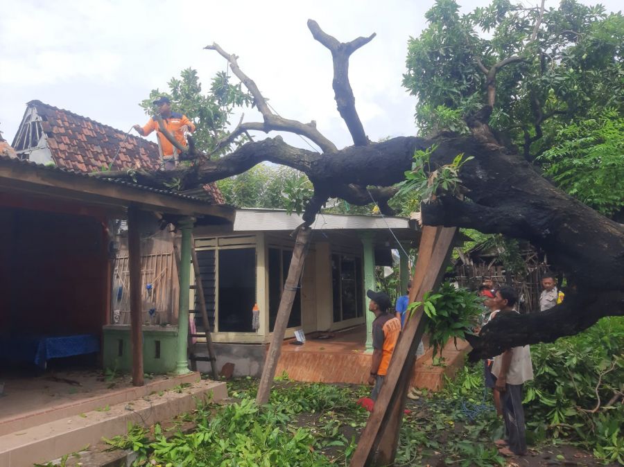 Angin Kencang Tumbangkan Pohon, Dua Rumah di Situbondo Rusak