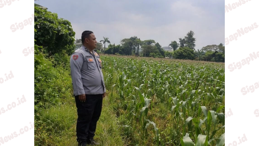 Bhabinkamtibmas Cikupa Pantau Jagung Hibrida Program Ketahanan Pangan