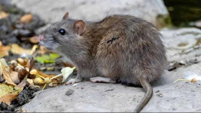 BRIN Ingatkan Potensi Kembalinya Wabah Pes di Indonesia