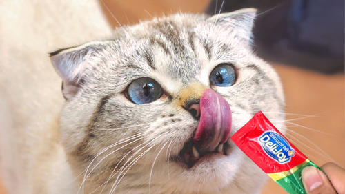 Cara Memberikan Treats Kucing yang Benar: Jangan Asal Kasih!
