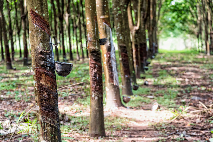 Dorong Industri Karet Berkelanjutan Bebas Deforestasi, KOLTIVA Perkuat Rantai Pasok Thailand untuk K