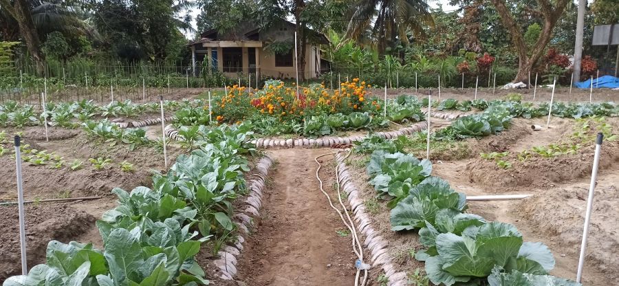 Dosen Unilak Kembangkan Alat Penyiraman dan Pemupukan Otomastis (Agrotech  Farm System)
