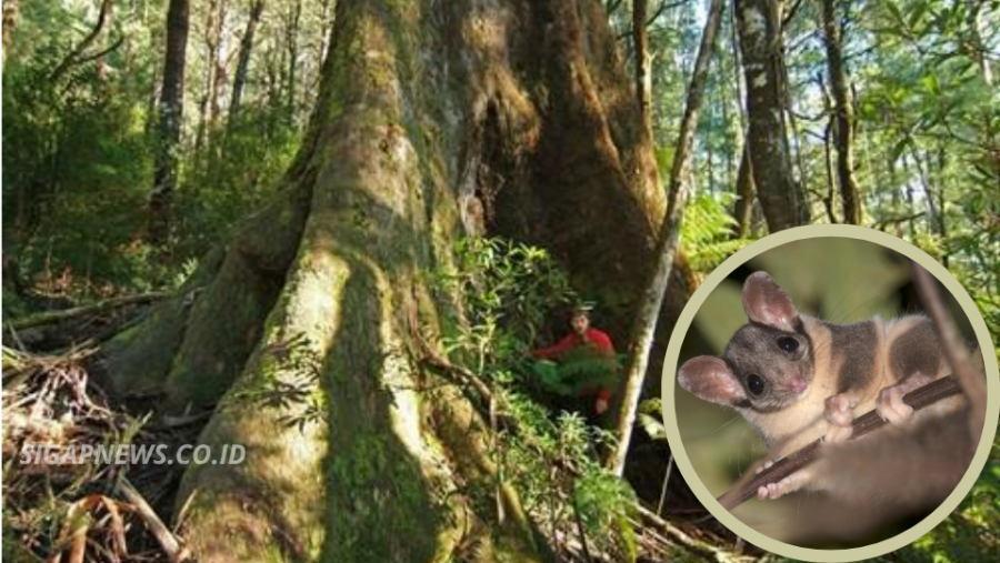 Eksperimen Hutan 30 Tahun Australia Bawa Temuan Mengejutkan