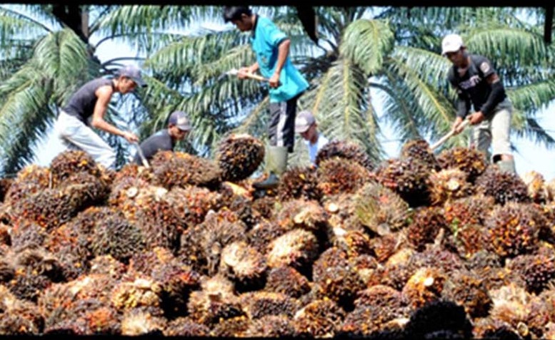 Harga TBS Sawit Riau Turun, Petani Kemitraan Swadaya Terimbas