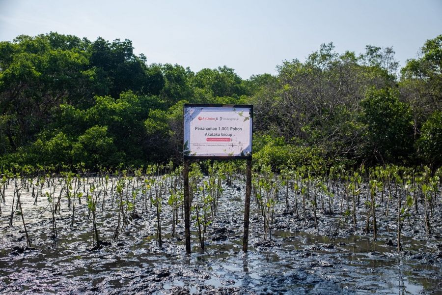 Hijaukan Teluk Benoa, Akulaku Group Tanam 1.001 Mangrove Gandeng LindungiHutan
