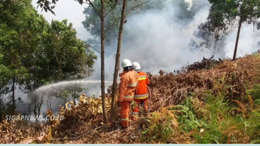 Karhutla Kaltim: Pemerintah Cabut Izin Tiga Perusahaan