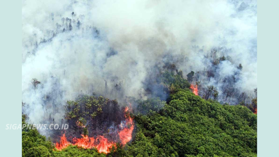 Karhutla Mendekati IKN, Ribuan Hektare Lahan Kaltim Terbakar