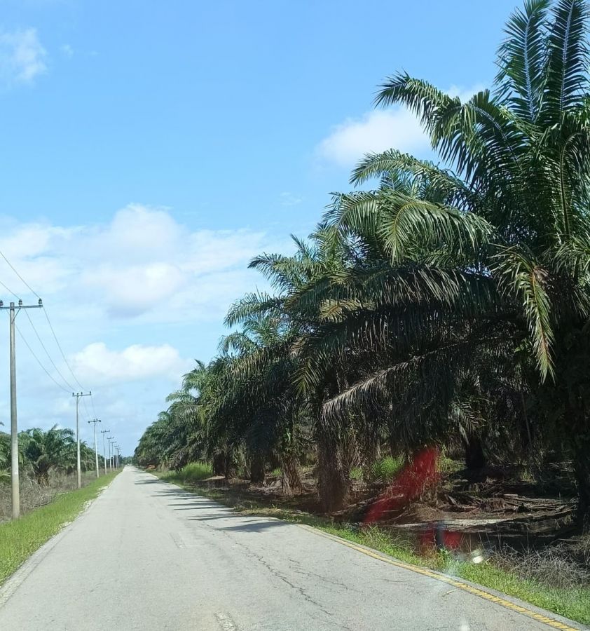 Ketum PMN Ancam Laporkan SU ke Kejagung, Miliki Kebun Hampir 100 Ha Diduga Tanpa Izin!