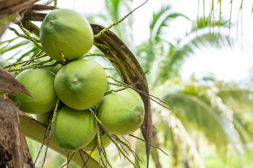 KOLTIVA Gabung Sustainable Coconut Partnership (SCP), Pimpin Langkah Inovatif untuk Industri Kelapa