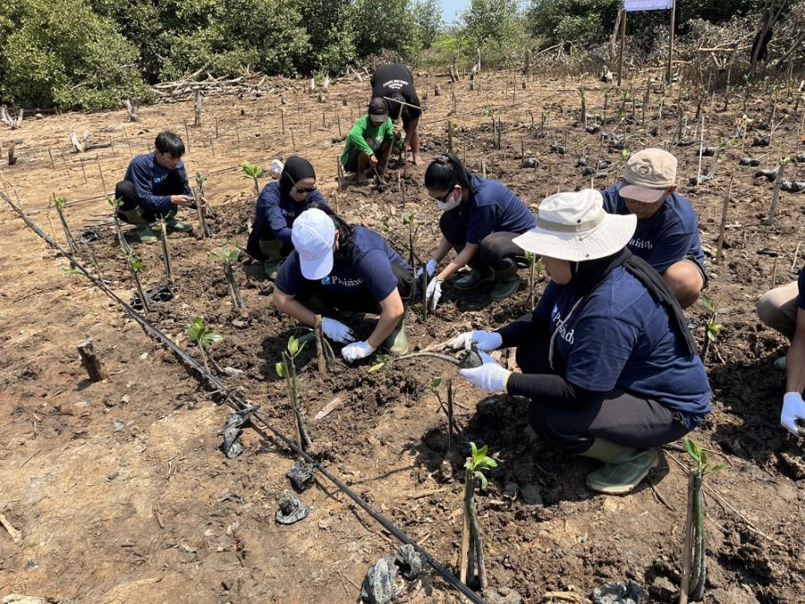 Lestarikan Bumi, PT Praisindo Teknologi Tanam 500 Mangrove di Sukawali Kabupaten Tangerang