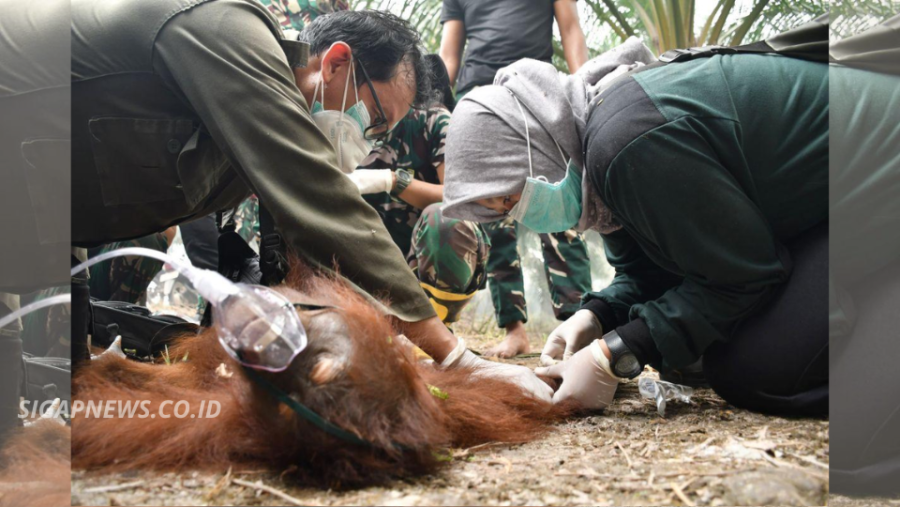 Orangutan Muda Diselamatkan dari Kebakaran Hutan Kalimantan