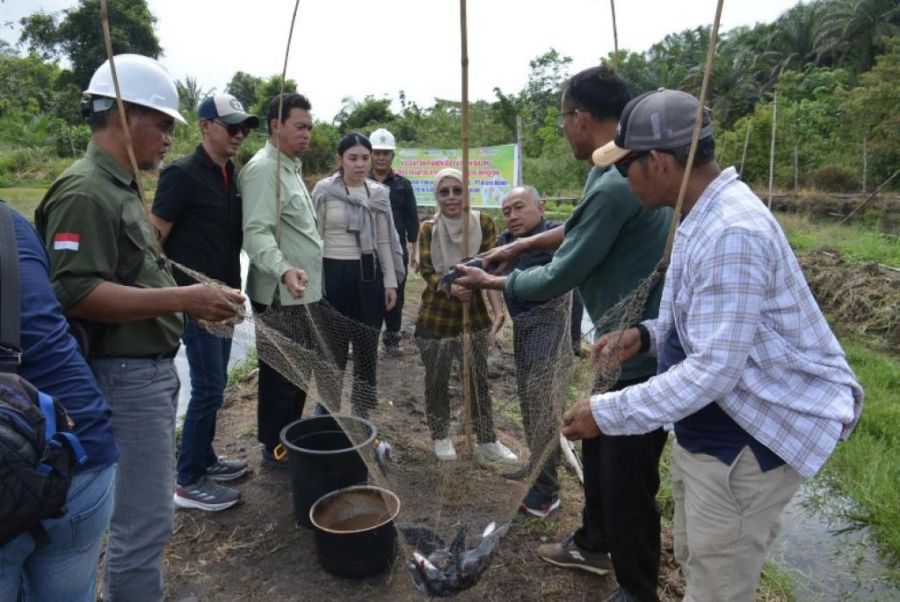 Panen Raya Ikan Baung, Kolaborasi Arara Abadi dan BRIN Buahkan Hasil