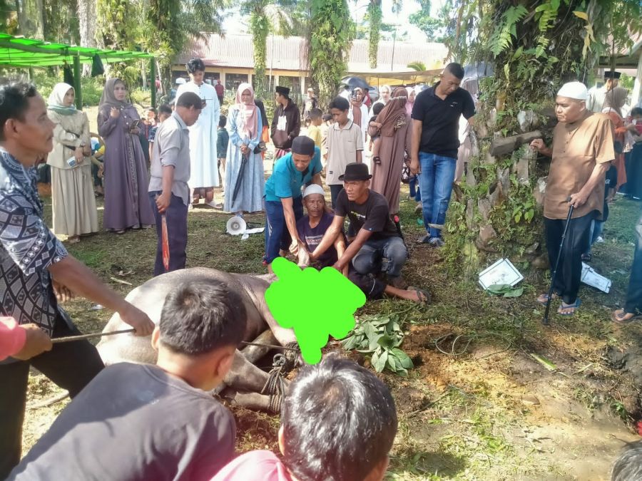 Pemprov Riau Serahkan Sapi Kurban untuk Warga Batu Bersurat
