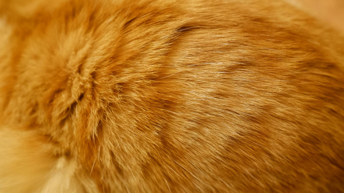 Perawatan Bulu Kucing Botak agar Tumbuh Lebat