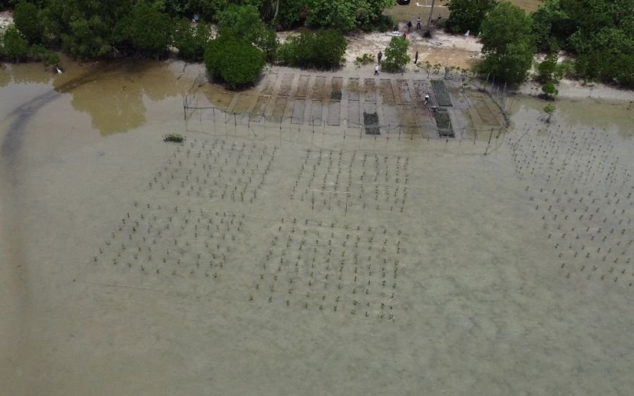 PLN Peduli Mangrove Berakit: Dari Akar yang Ditanam, Harapan Masyarakat Tumbuh