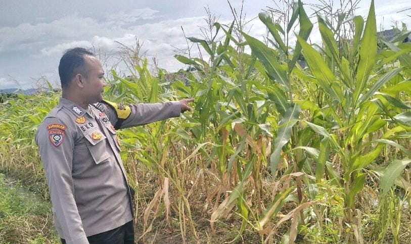 Polsek Cibeber Kawal Ketahanan Pangan, Bhabinkamtibmas Pantau Perkebunan Jagung Warga