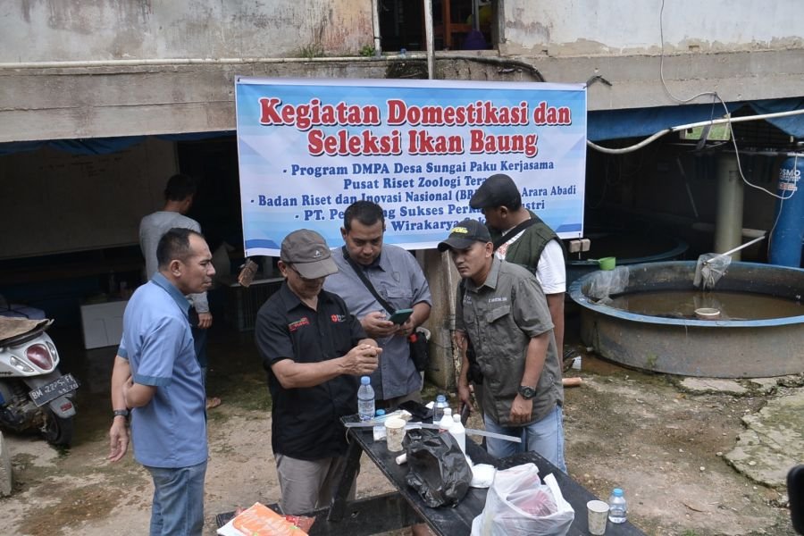 PSPI-BRIN Seleksi Ikan Baung, 25 Persen Terbaik Disiapkan Jadi Calon Induk