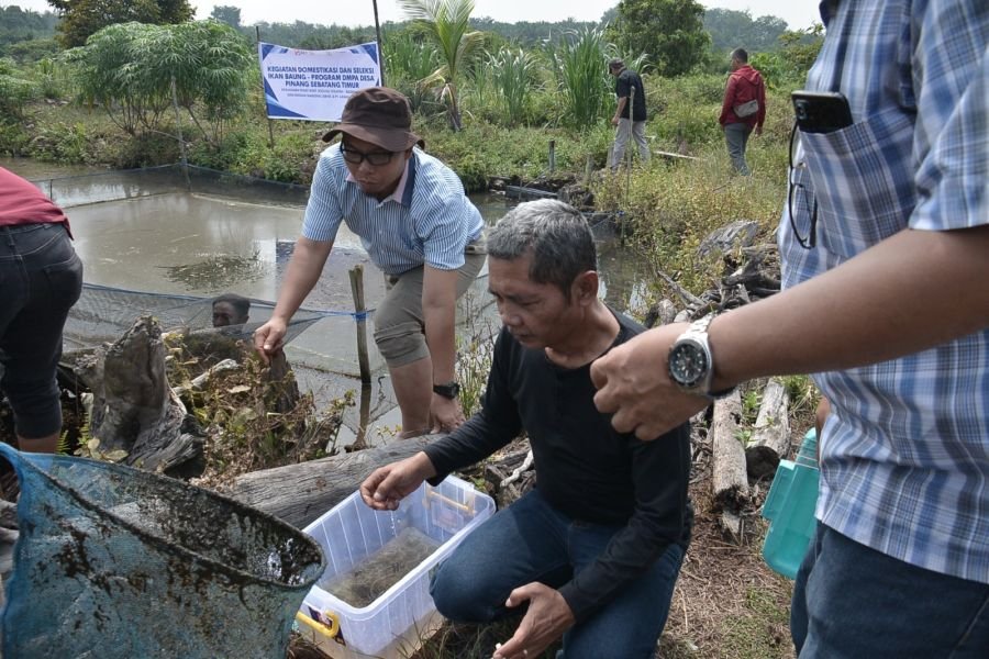 PT Arara Abadi Dorong Budidaya Baung untuk Cegah Karhutla di Riau