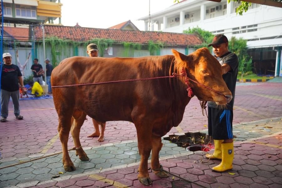 Rayakan Idul Adha 1447 H, PLN MCTN Salurkan Bantuan Hewan Kurban untuk Masyarakat