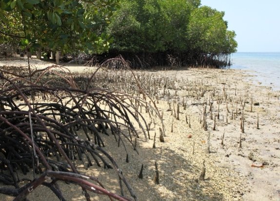 Polres Rohil Tangkap Perambah 3 Hektare Hutan Mangrove, Excavator Turut Disita