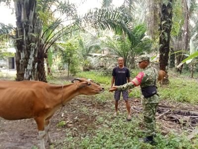 BABINSA MONITORING DAN PEMANTAUAN PENYAKIT PMK HEWAN TERNAK SAPI