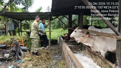 Cegah PMK, Koramil 0321-01/Bangko Gencarkan Pengecekan Hewan Ternak Sapi di Bagan Jawa Pesisir