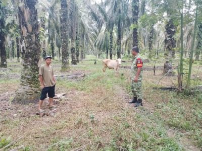Komsos Dengan Peternak Sapi, Babinsa Beri Motivasi*